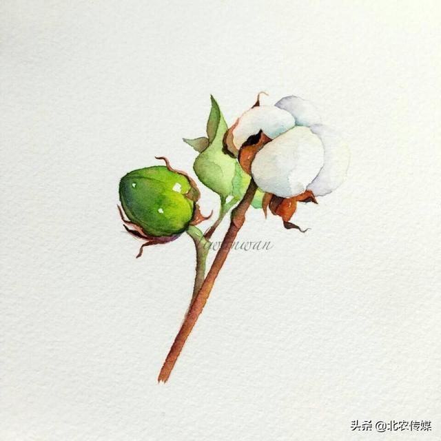 棉花种植什么季节需水多 （棉花一亩用多少方水？）